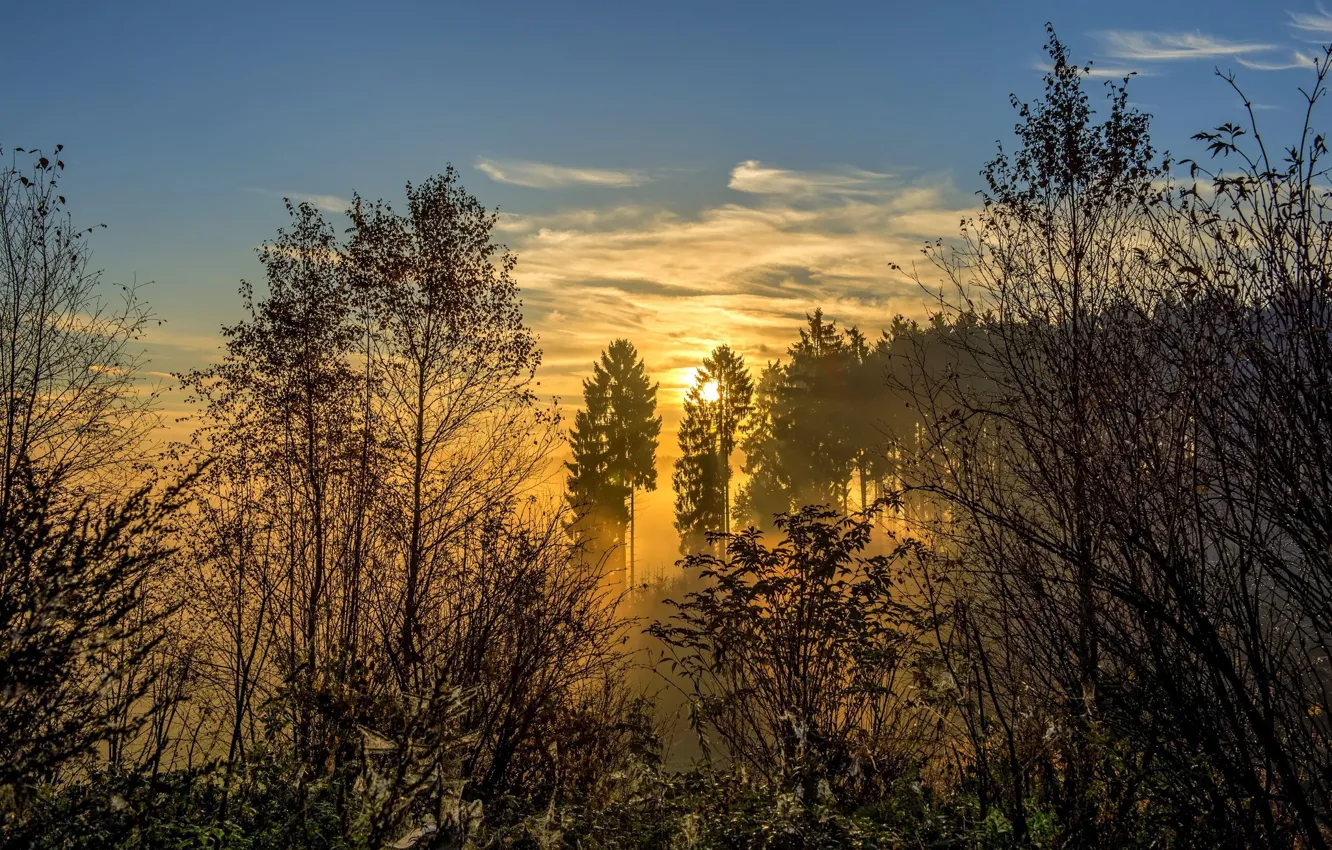 Фото обои лес, солнце, пейзаж, природа, туман, восход, красота, утро