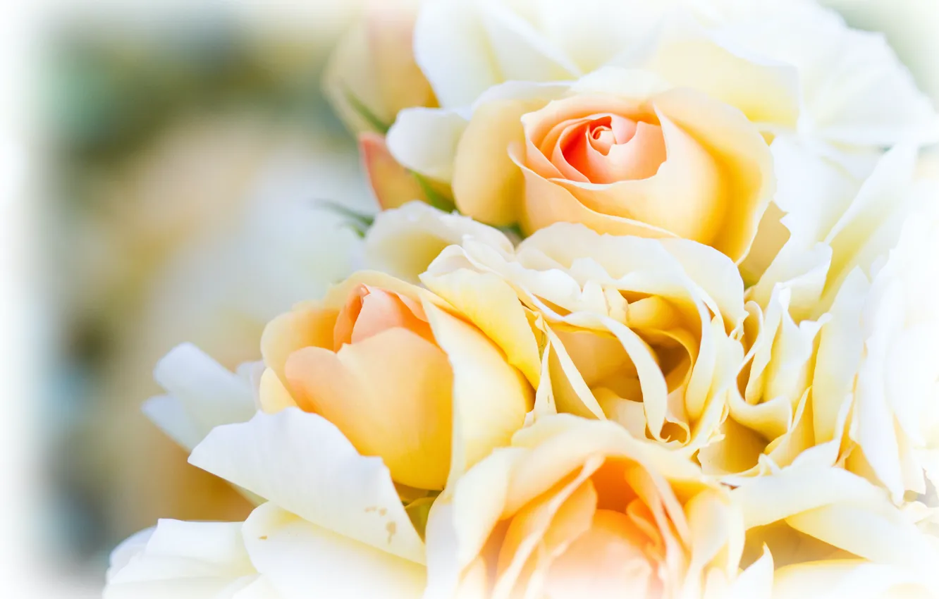 Фото обои цветы, розы, букет, желтые, белые, светлый фон, бутоны, боке