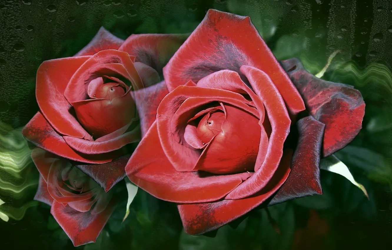 Фото обои обои, розы, красота, авторское фото Елена Аникина