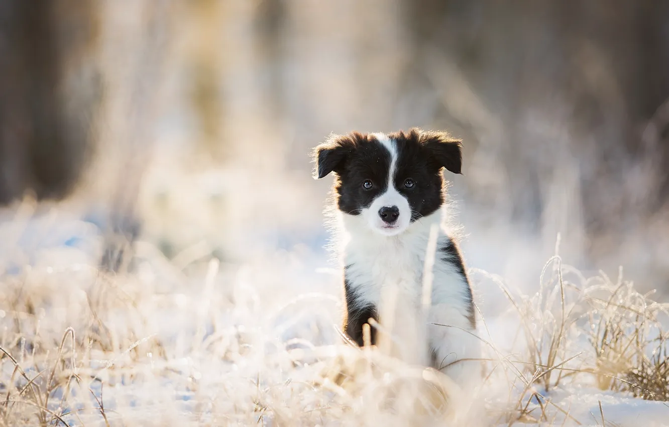Фото обои зима, взгляд, собака, щенок