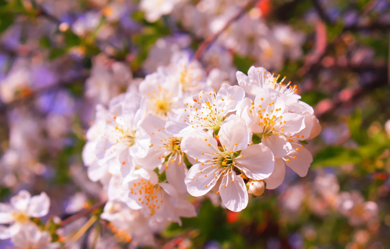Фото обои свет, цветы, вишня, ветка, весна, сад, сакура, белые