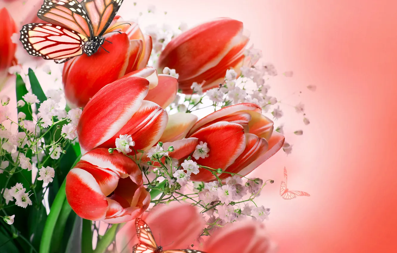 Фото обои бабочки, цветы, букет, тюльпаны, flowers, tulips, flowers and butterflies