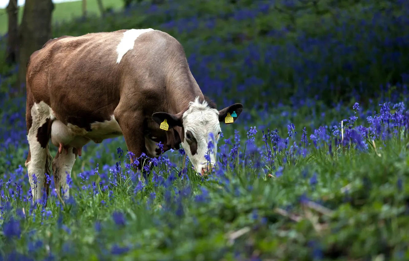 Фото обои цветы, природа, корова