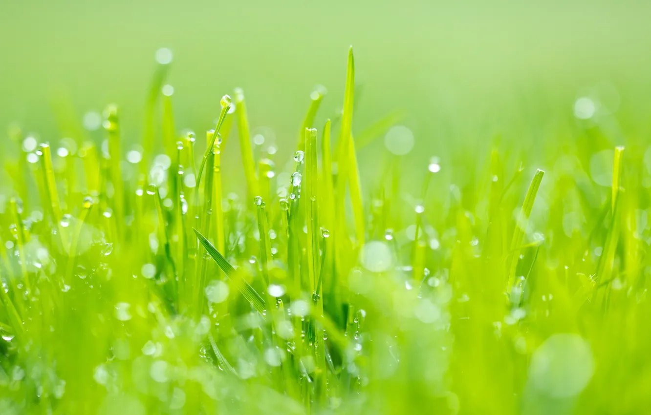 Фото обои зелень, трава, роса, блики, Макро