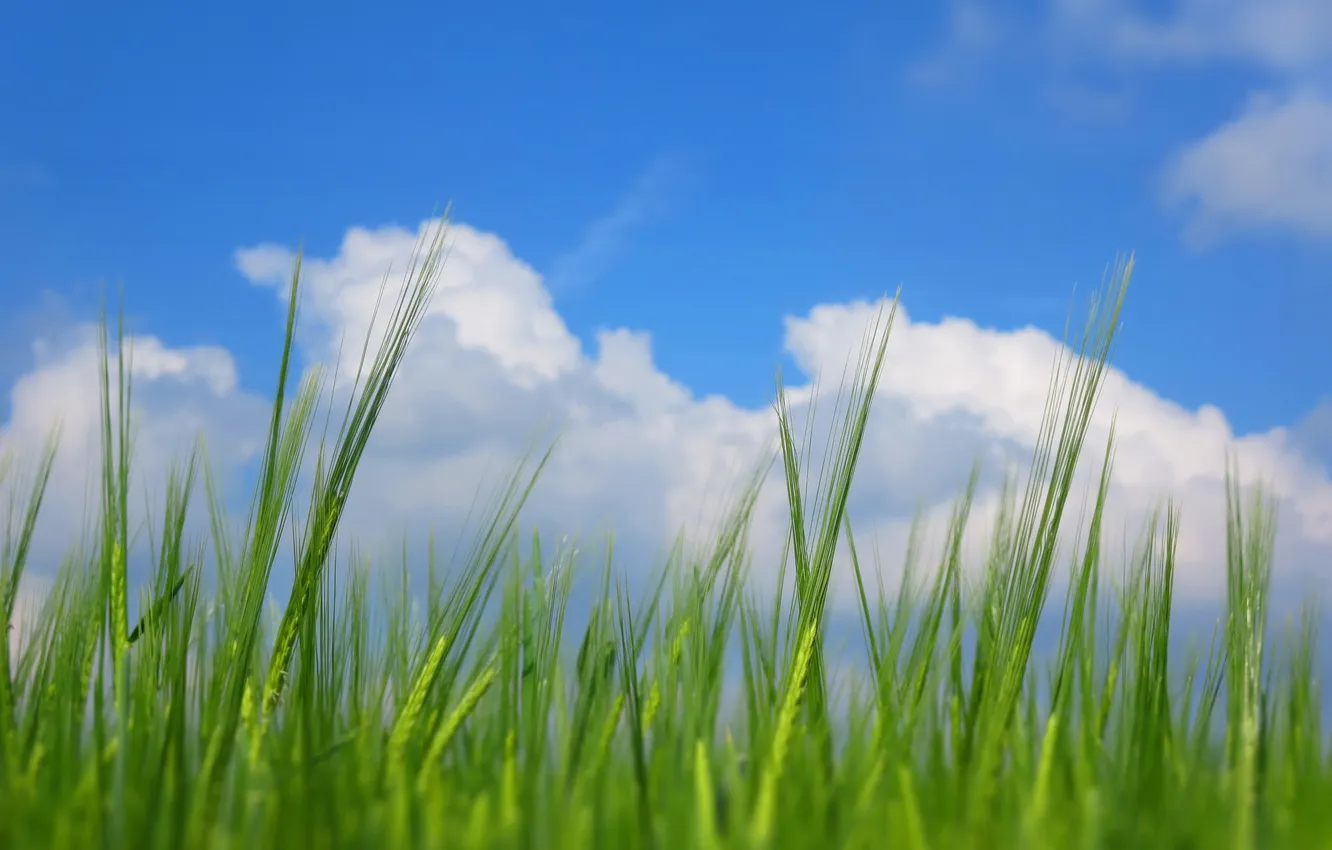 Фото обои небо, трава, облака, макро