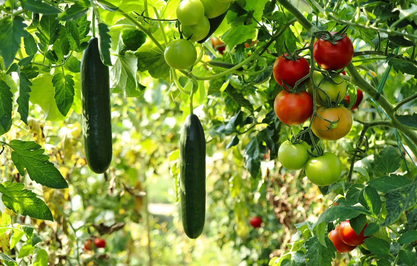 Фото обои blur, bokeh, Garden, Fruits, Food, Vegetables, Plant, Tomatoes