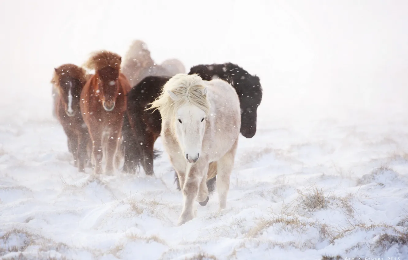 Фото обои зима, снег, кони