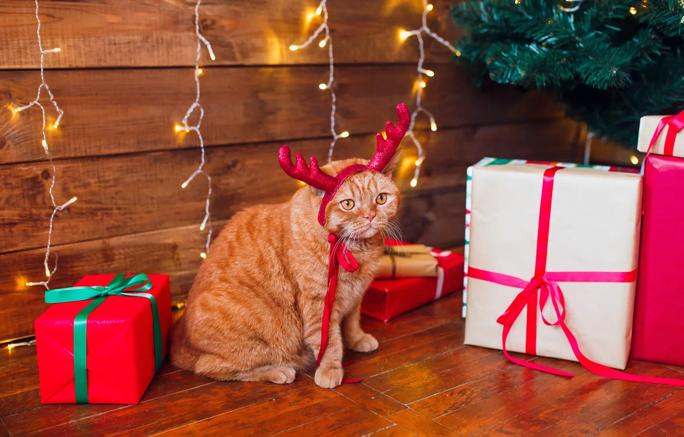 Фото обои кошка, кот, олень, рыжий, Рождество, подарки, Новый год, рога