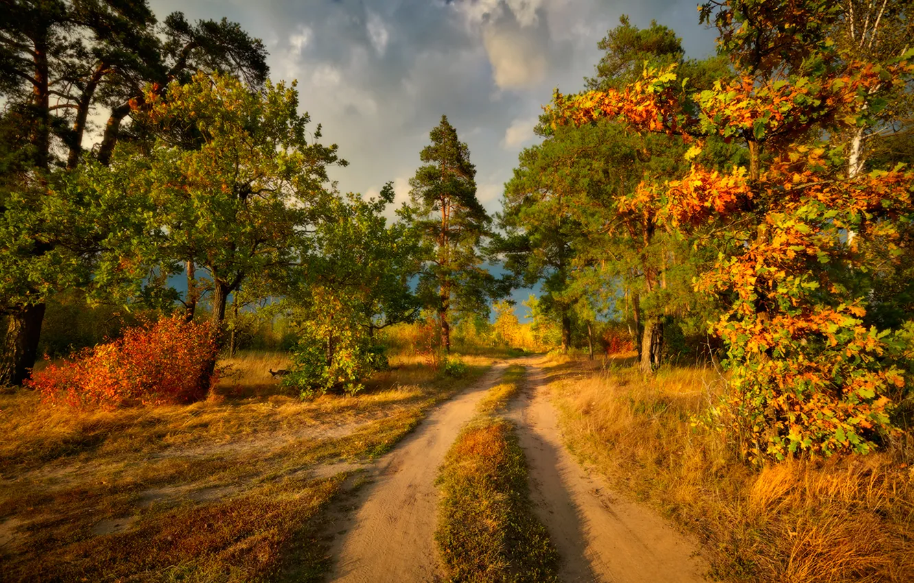Фото обои дорога, деревья, краски осени