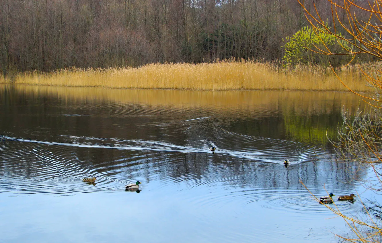 Фото обои water, park, lake, pond