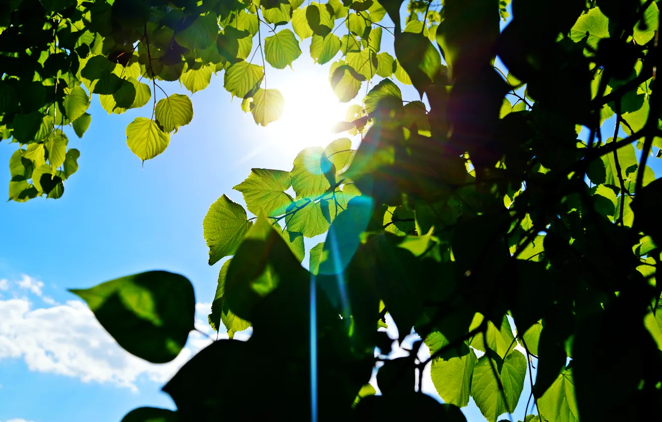 Фото обои небо, солнце, зеленый, дерево, голубой, луч, Листья, зайчик