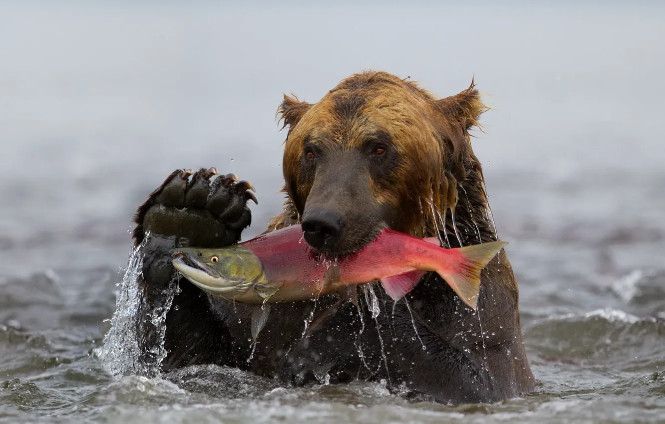 Фото обои вода, рыба, медведь, Камчатка, гризли, улов, нерка