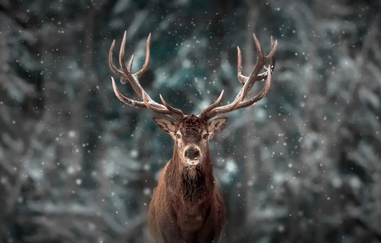 Фото обои winter, snow, animal, deer, wildlife, reinderr