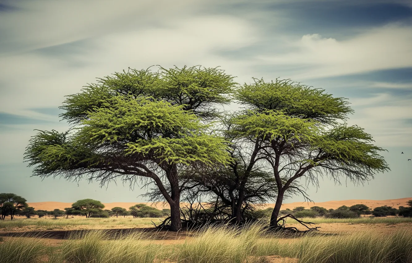 Фото обои трава, деревья, обои, саванна, wallpaper, grass, trees, savanna