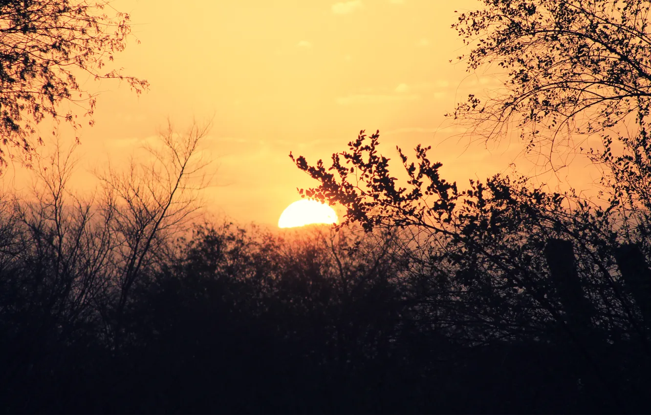 Фото обои небо, солнце, деревья, закат, ветки
