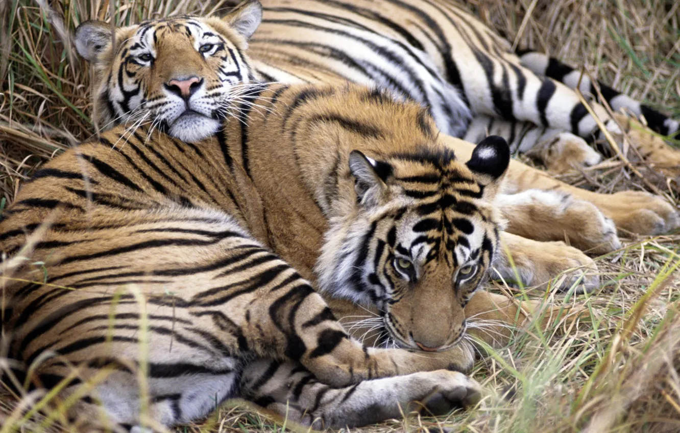 Фото обои звери, отдых, хищники, тигры