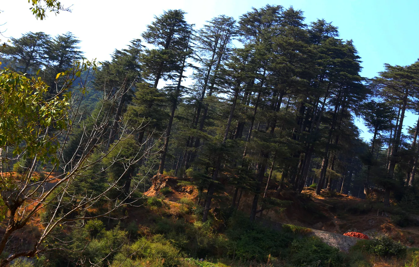 Фото обои Nature, Mountain, Trees
