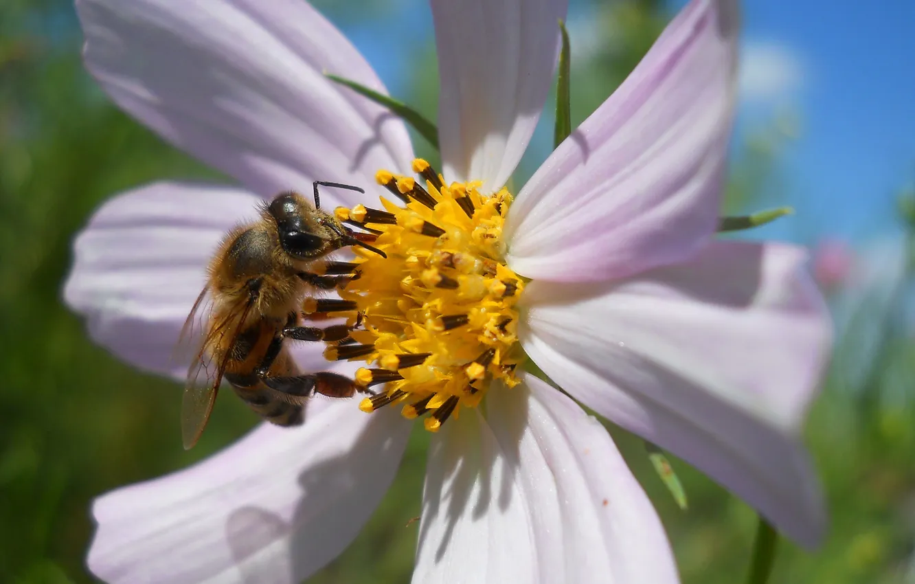 Фото обои цветок, пчела, лепестки, насекомое, космея