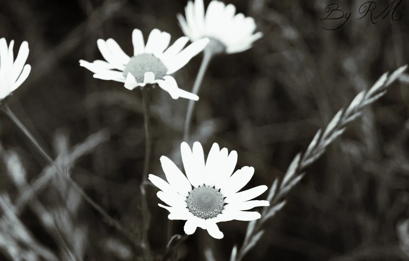Фото обои цветы, ромашки, Природа, чёрно-белые