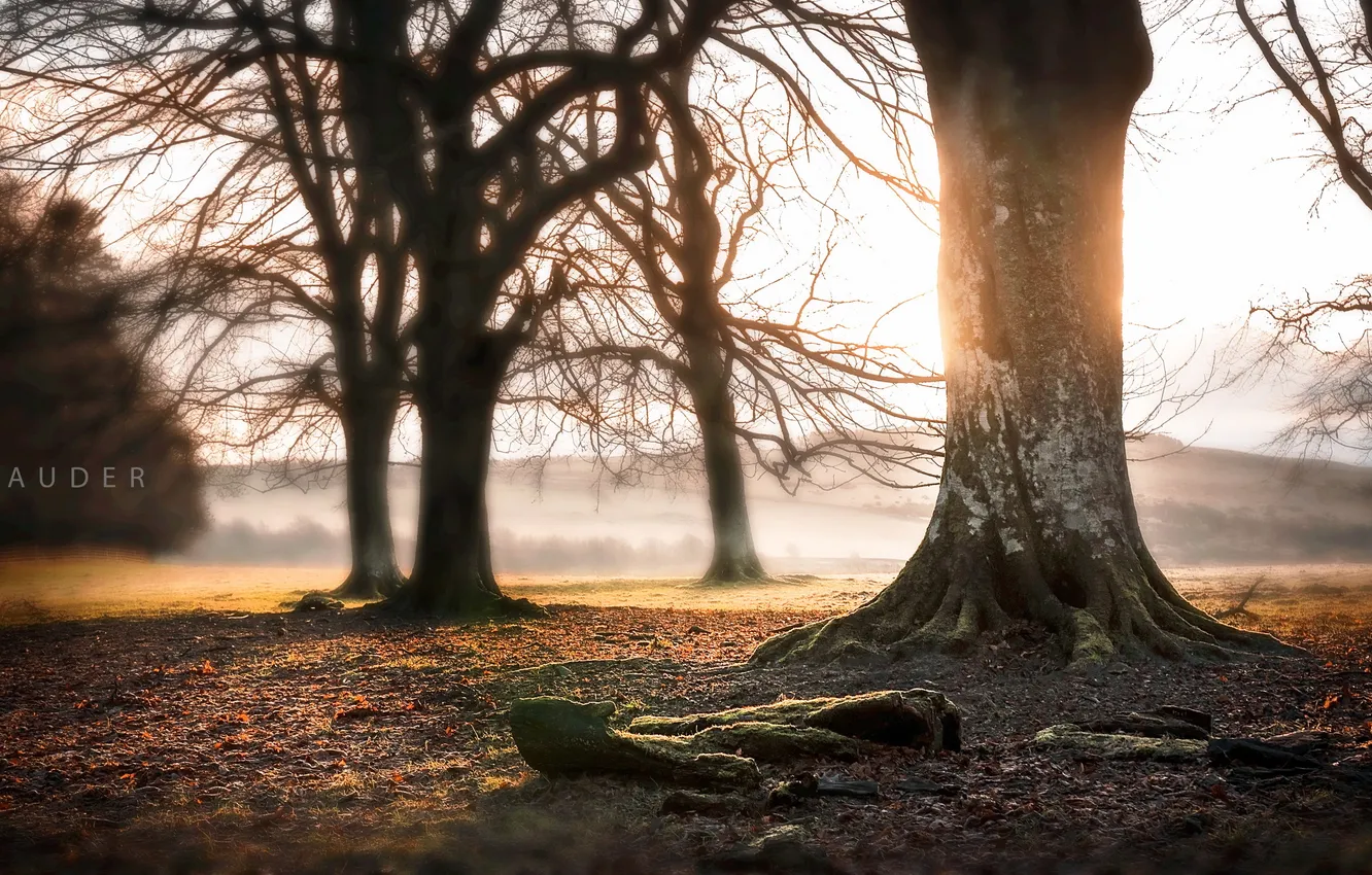 Фото обои природа, туман, дерево, утро