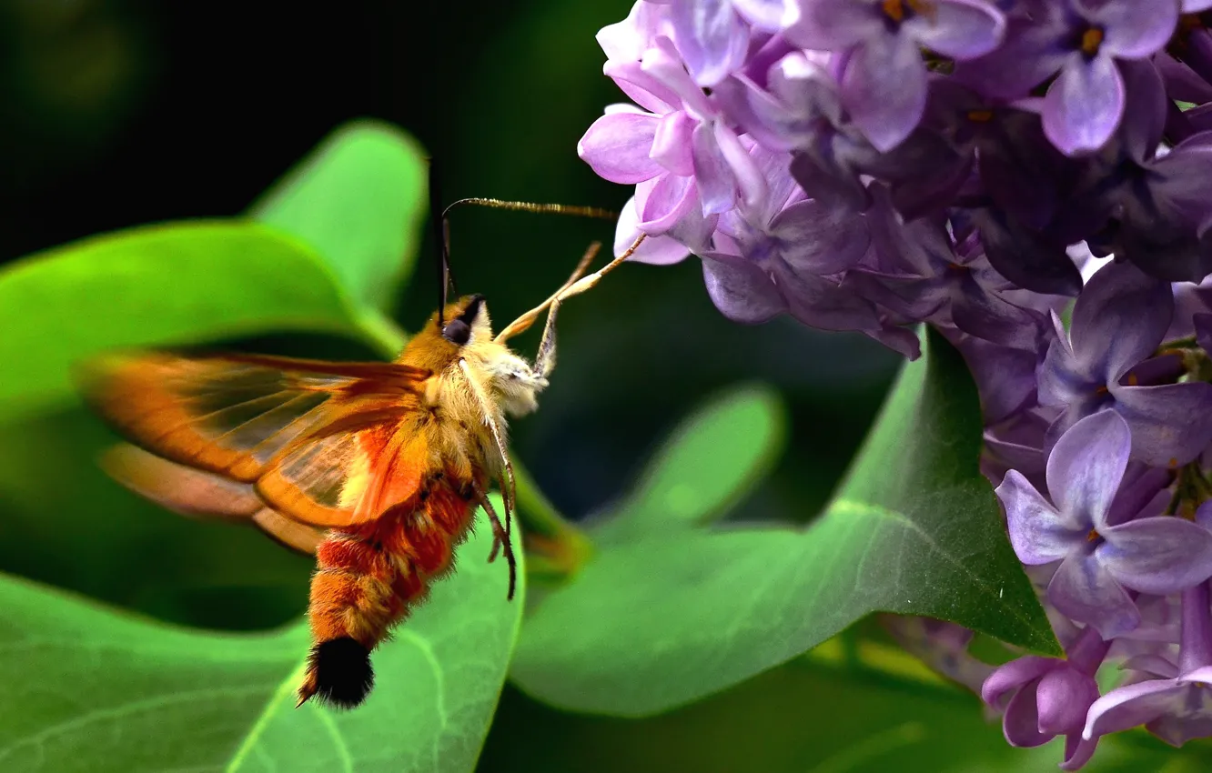 Фото обои green, summer, Canada, flower, nature, tree, birds, hornet
