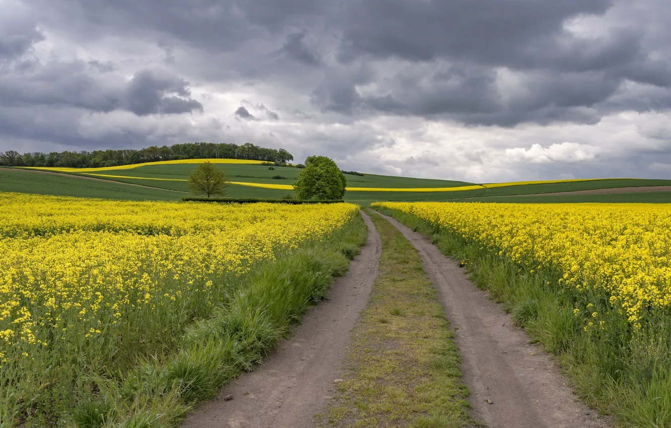 Фото обои дорога, поле, Германия