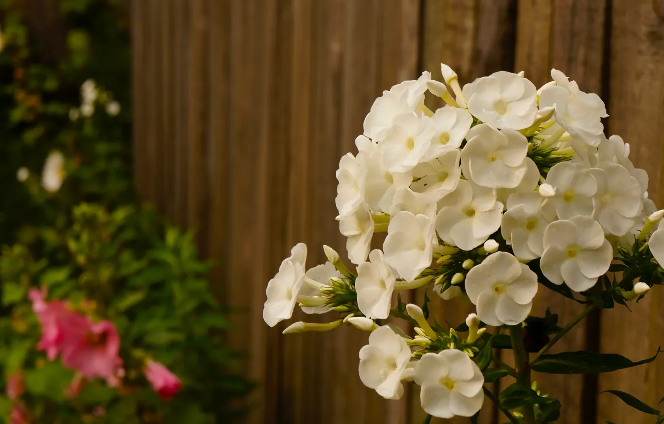 Фото обои white, flower, blooming