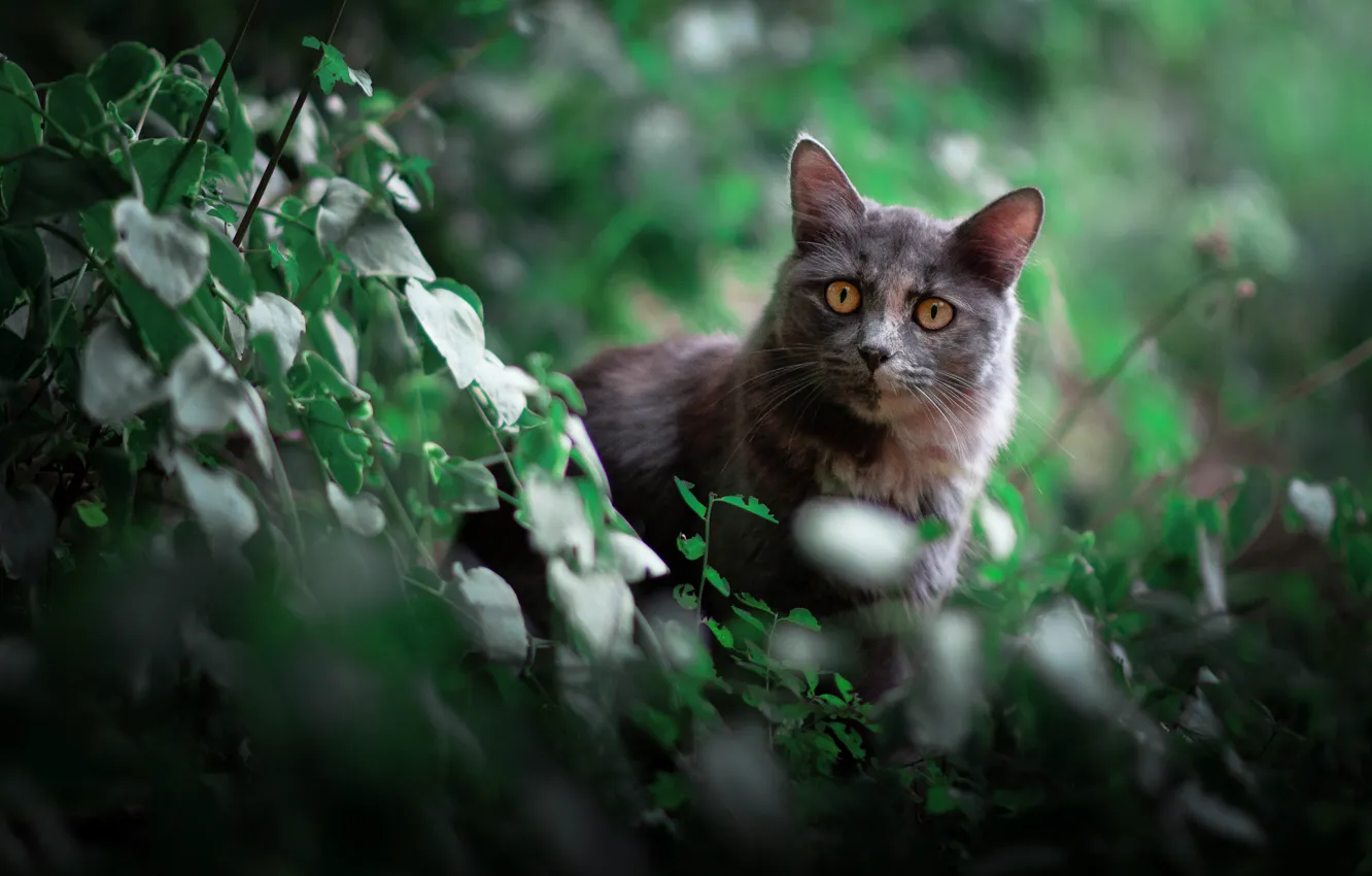 Фото обои зелень, кошка, кот, взгляд, листья, ветки, природа, поза