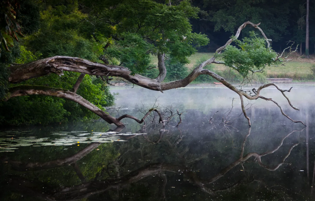 Фото обои лес, озеро, отражение, коряга
