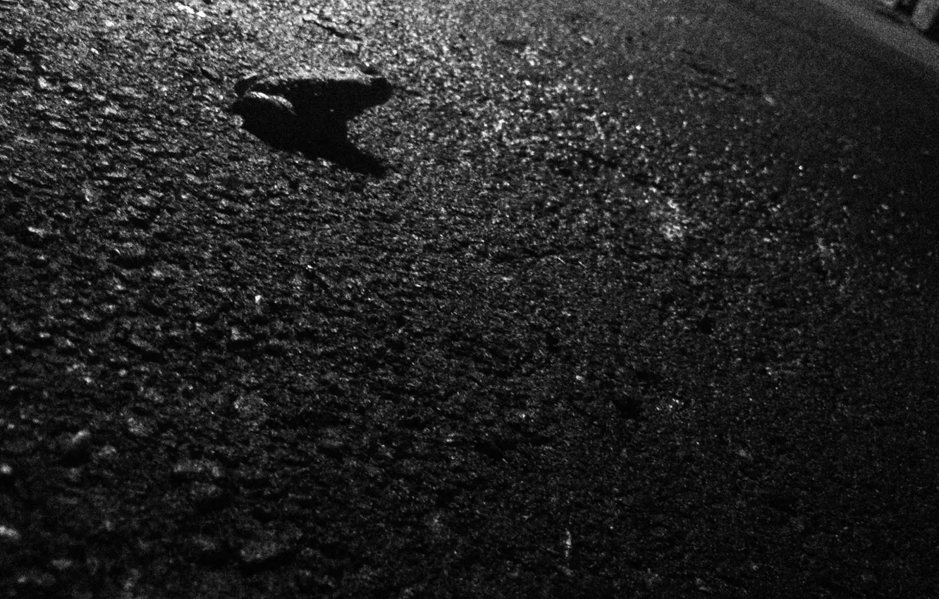 Фото обои асфальт, ночь, черный, лягушка, black, frog, night