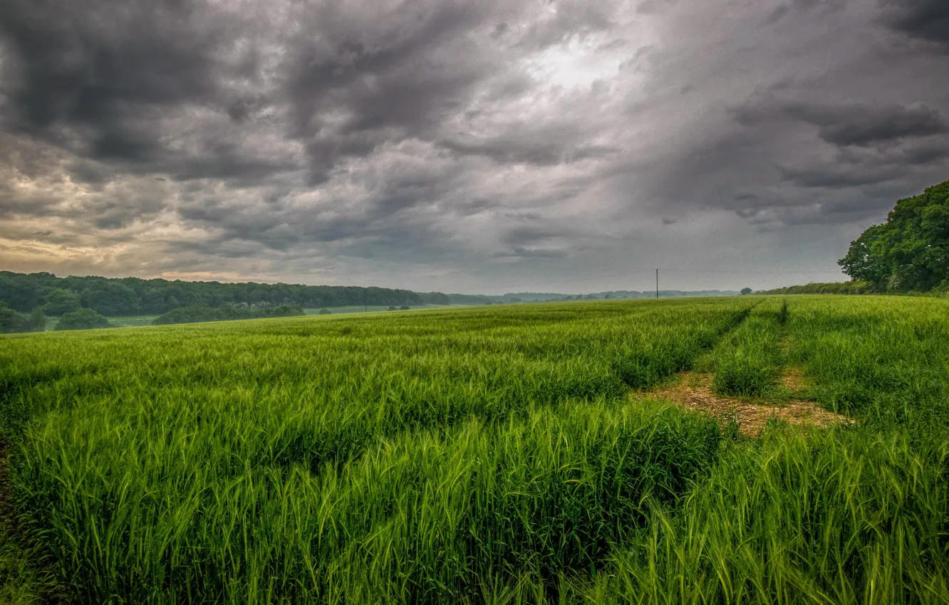 Фото обои зелень, поле, небо, трава, тучи, пасмурно, колея