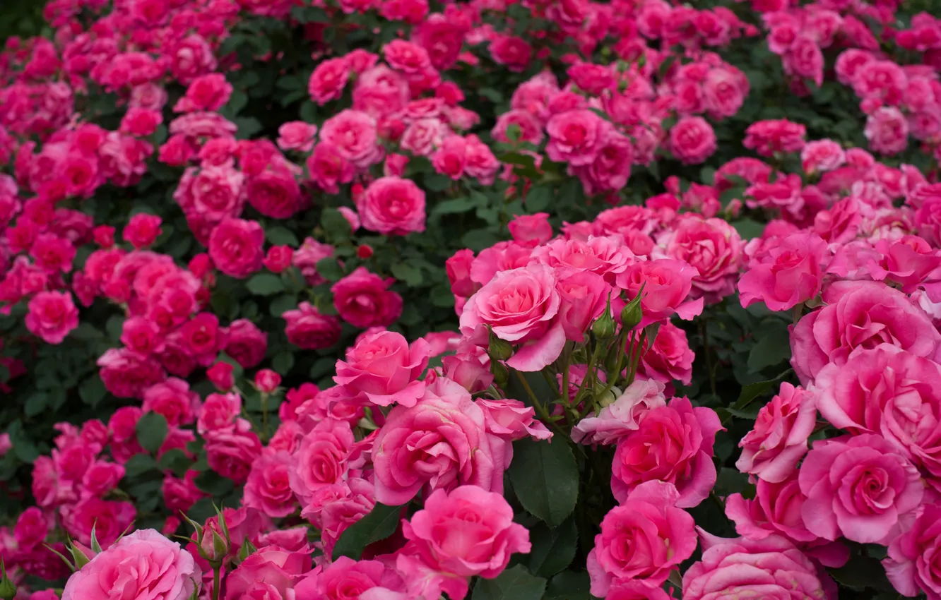 Фото обои розы, много, розовые кусты