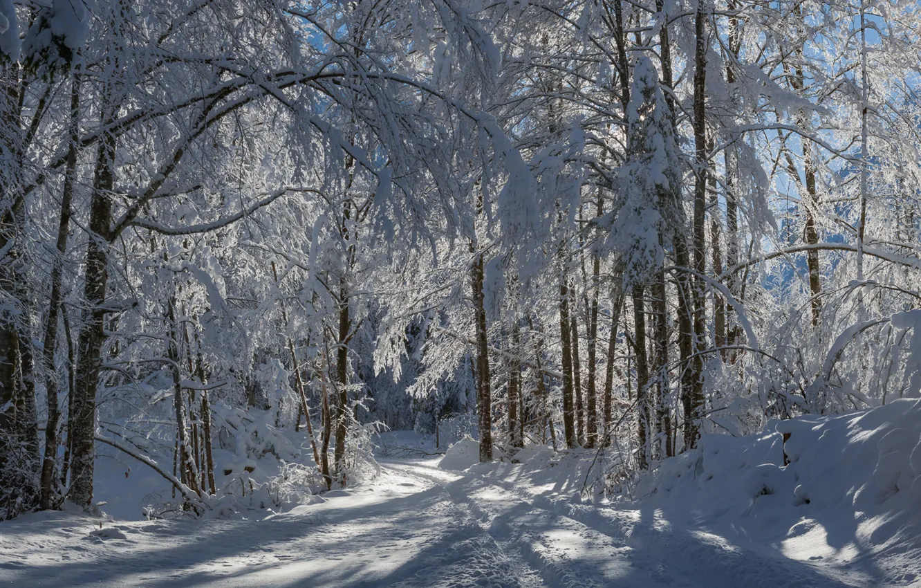 Фото обои зима, дорога, лес, снег, деревья, Словения, Slovenia, Vrata Valley