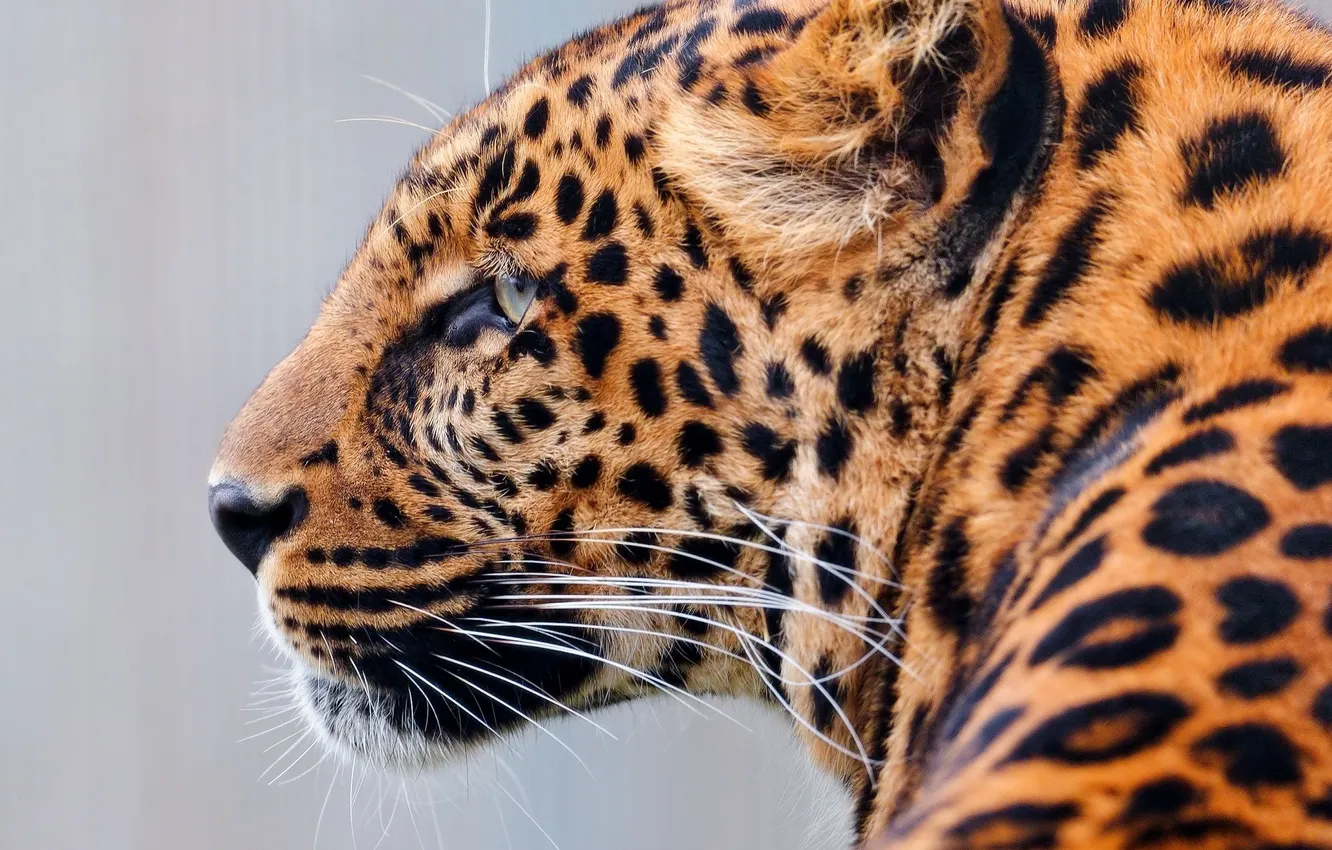 Фото обои взгляд, хищник, леопард, раскраска
