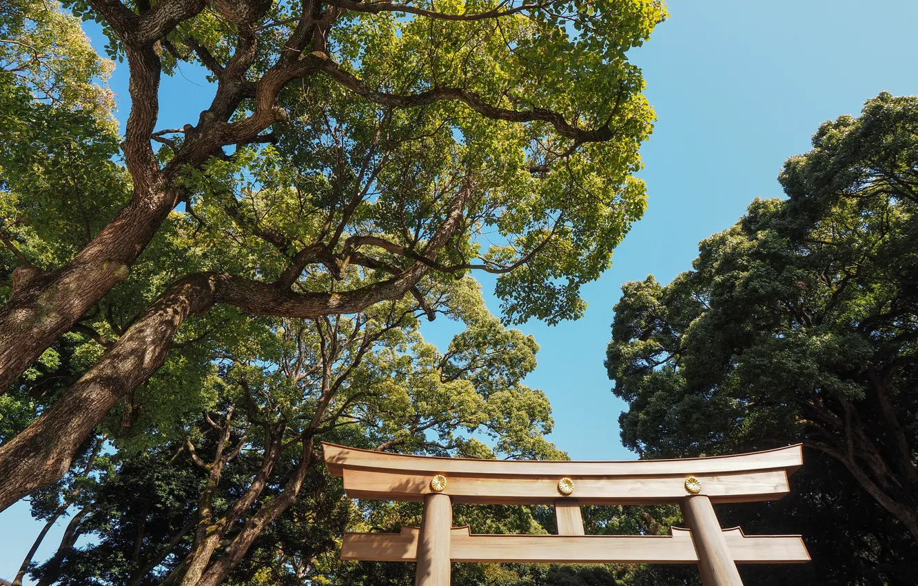 Фото обои небо, деревья, ветки, япония