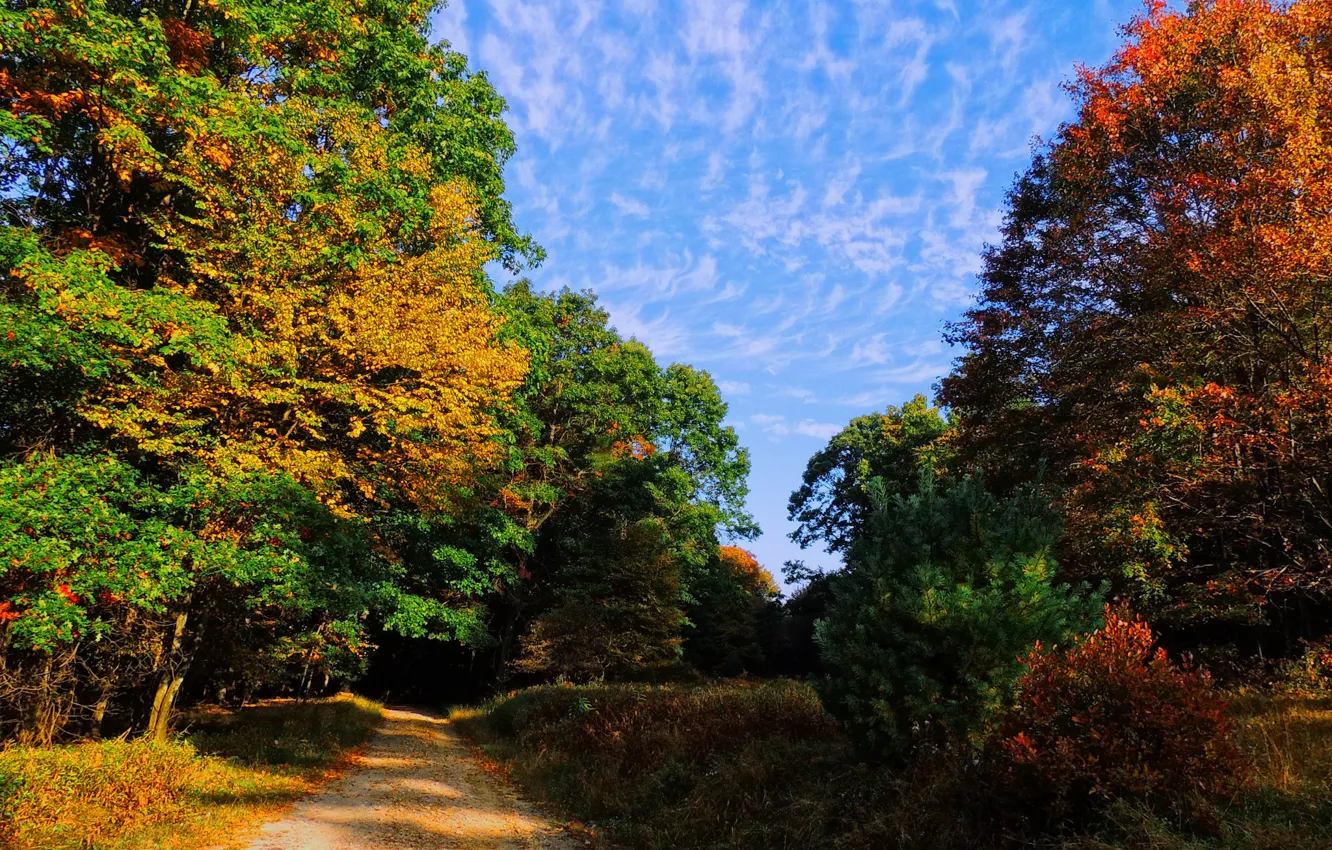 Фото обои дорога, осень, лес, небо, деревья
