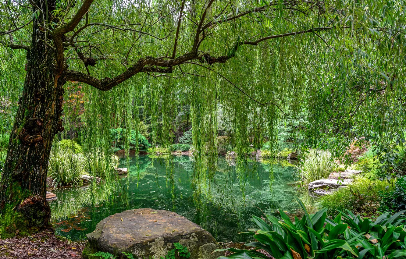 Фото обои зелень, трава, листья, деревья, ветки, пруд, парк, камни