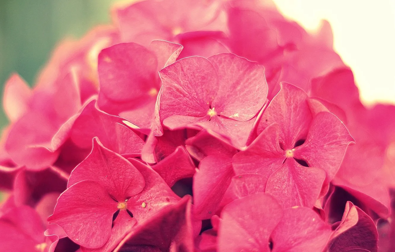 Фото обои цветок, макро, розовая, гортензия, соцветие