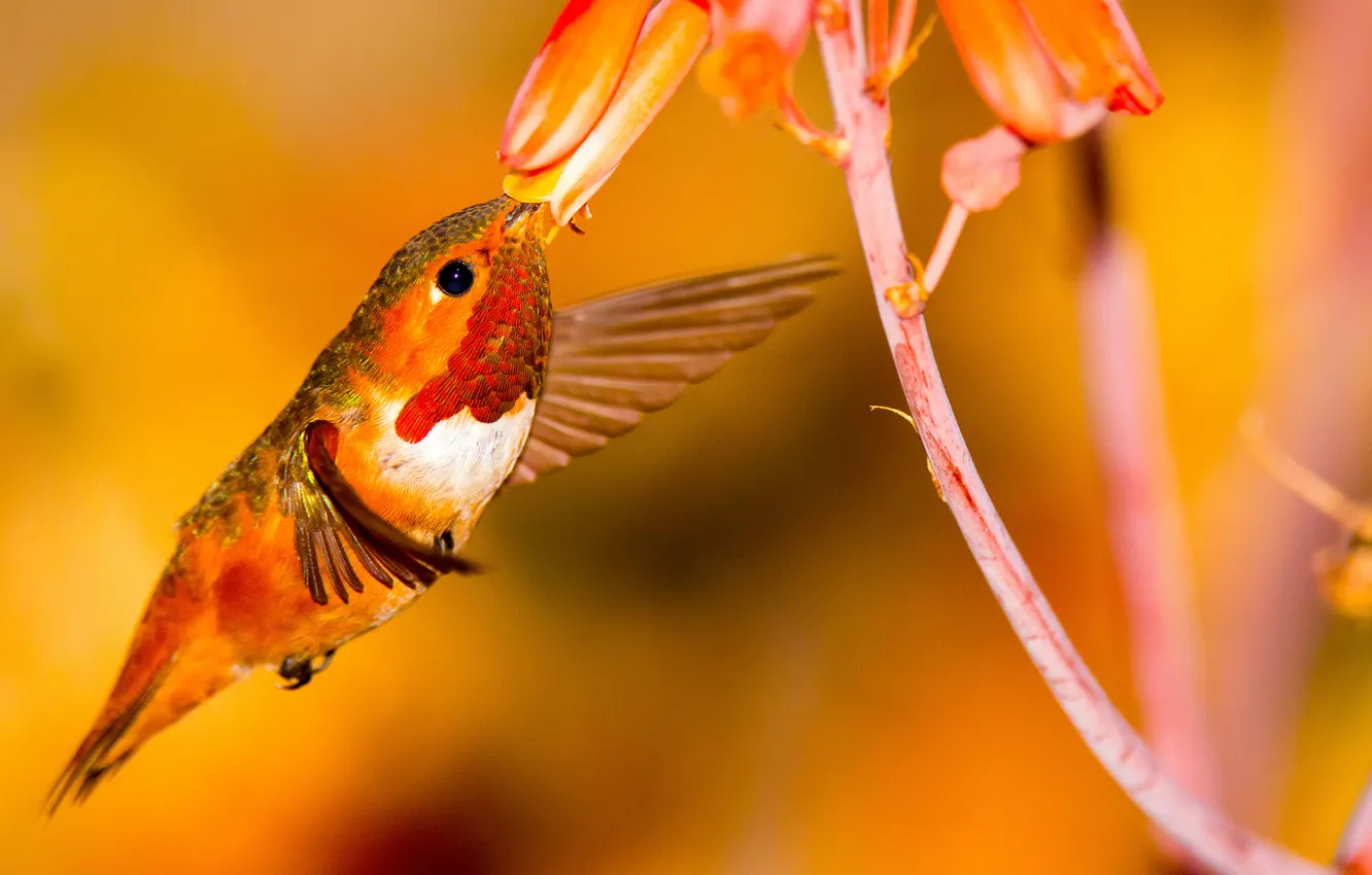 Фото обои цветок, птица, крылья, колибри