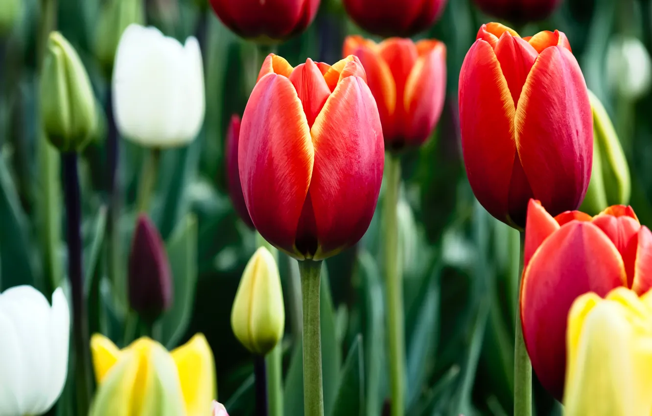 Фото обои green, red, white, yellow, Tulips