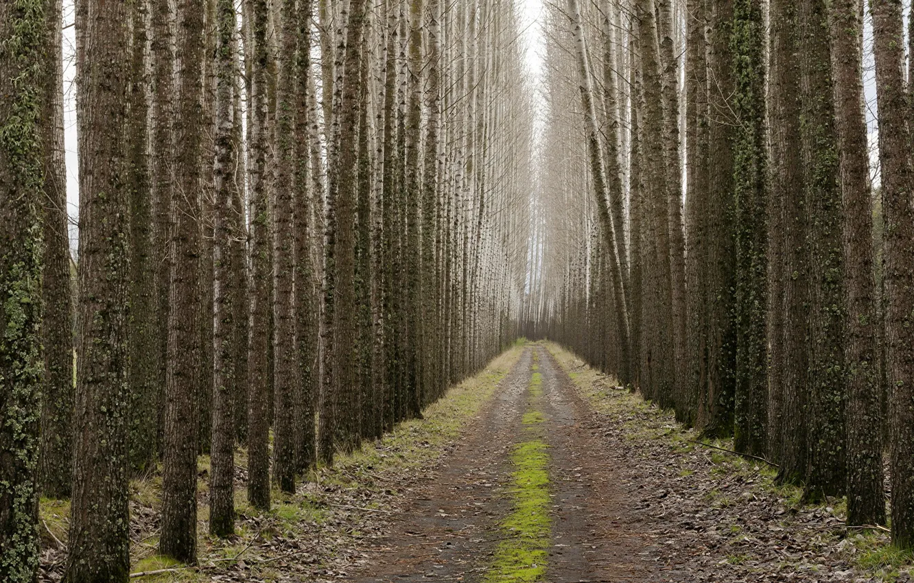 Фото обои дорога, деревья, пейзаж