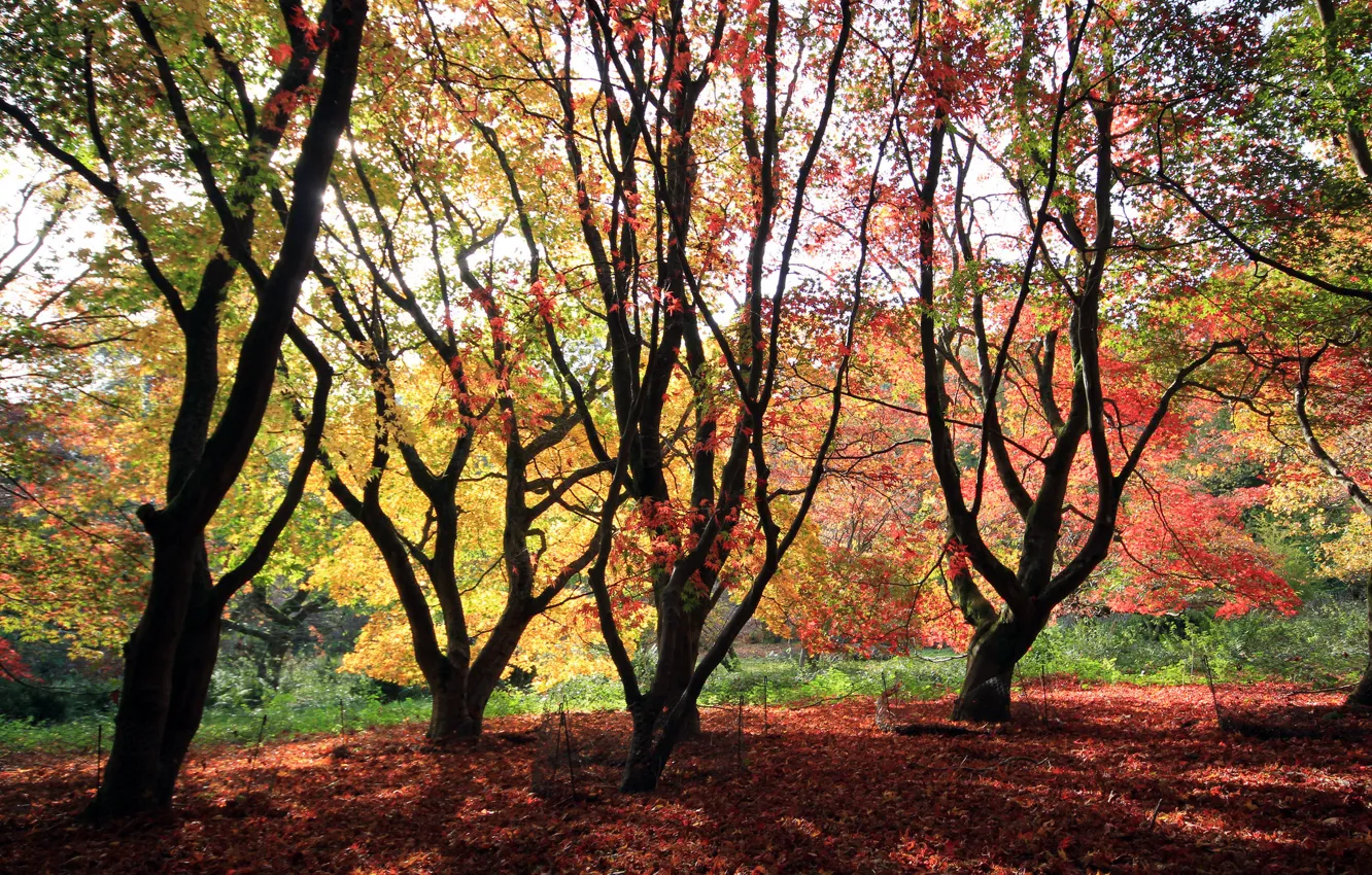 Фото обои осень, лес, небо, листья, деревья