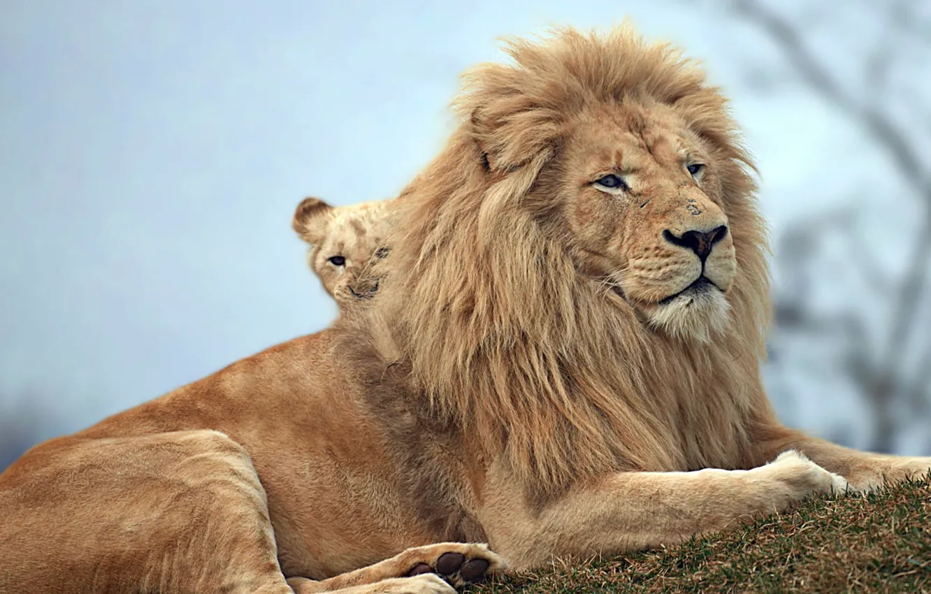 Фото обои природа, звери, львы