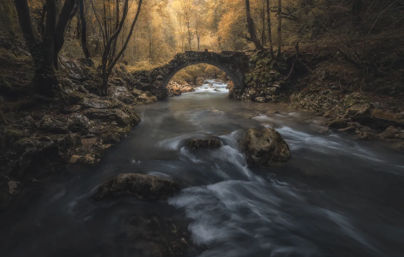 Фото обои осень, лес, мост, ручей, арка, речка, мостик
