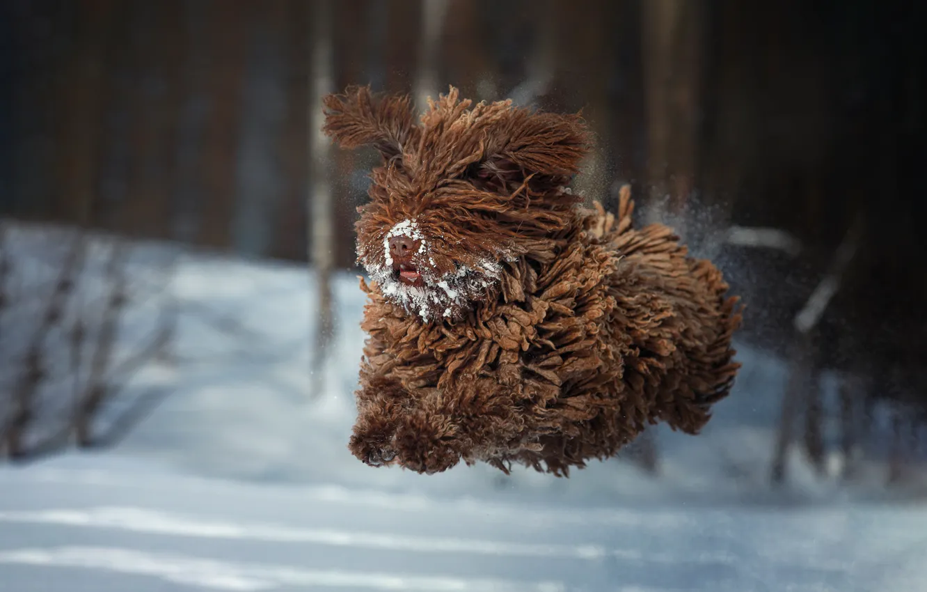 Фото обои зима, снег, прыжок, собака, шерсть, полёт, Наталия Поникарова, Барбет