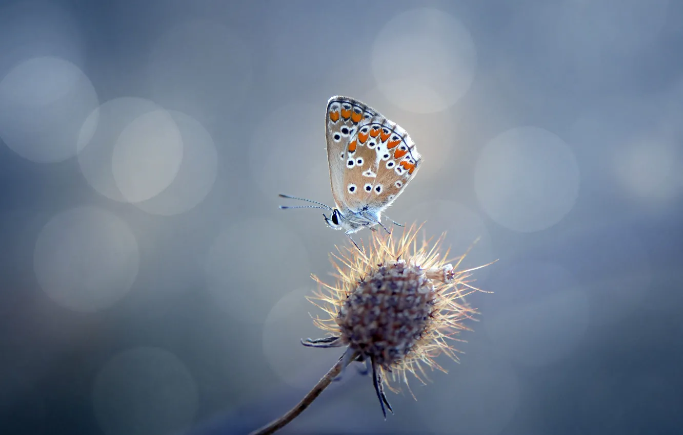 Фото обои блики, бабочка, растение, колючка