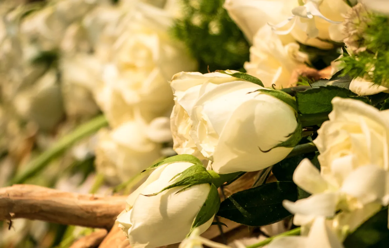 Фото обои цветы, розы, белые, бутоны