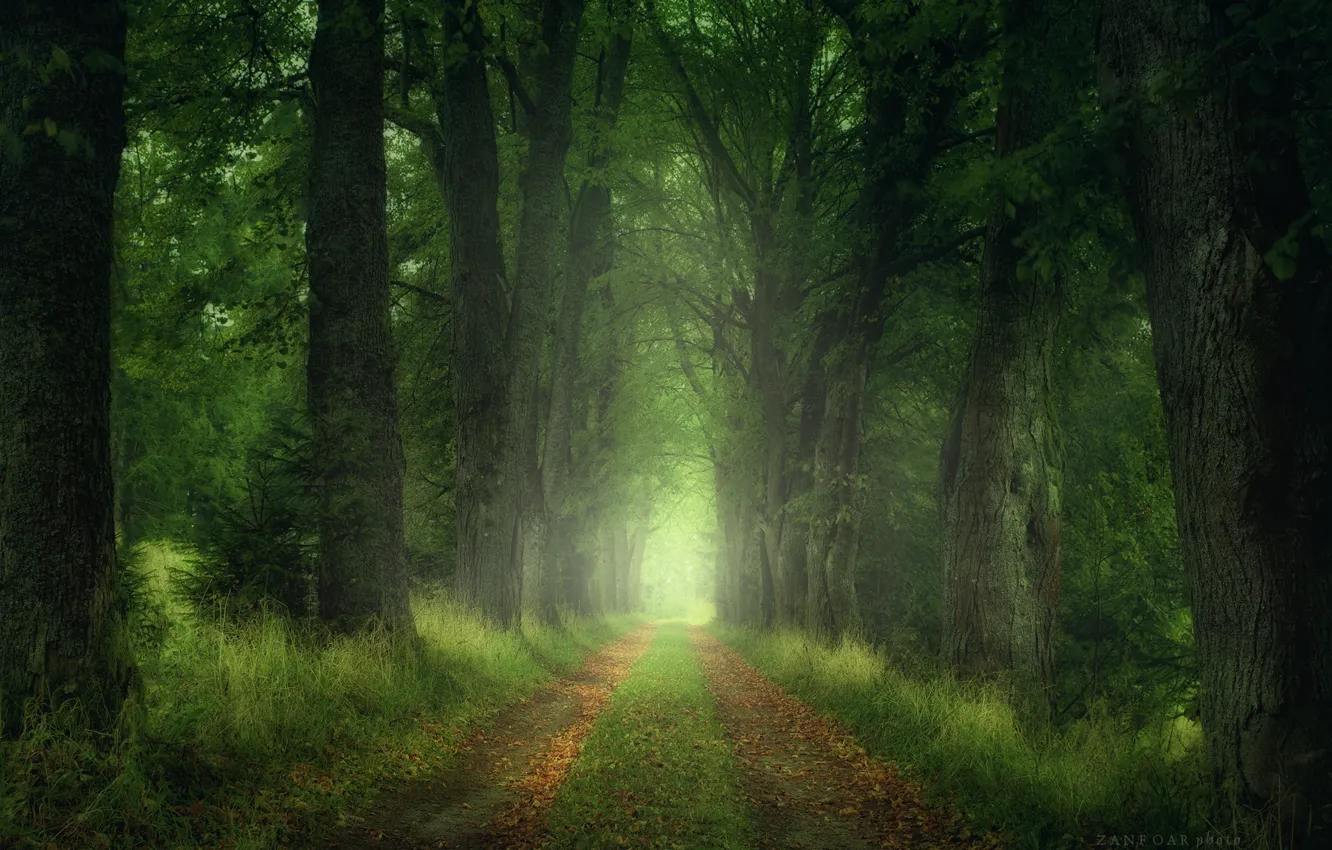 Фото обои дорога, лес, листья, деревья, Природа, Zan Foar