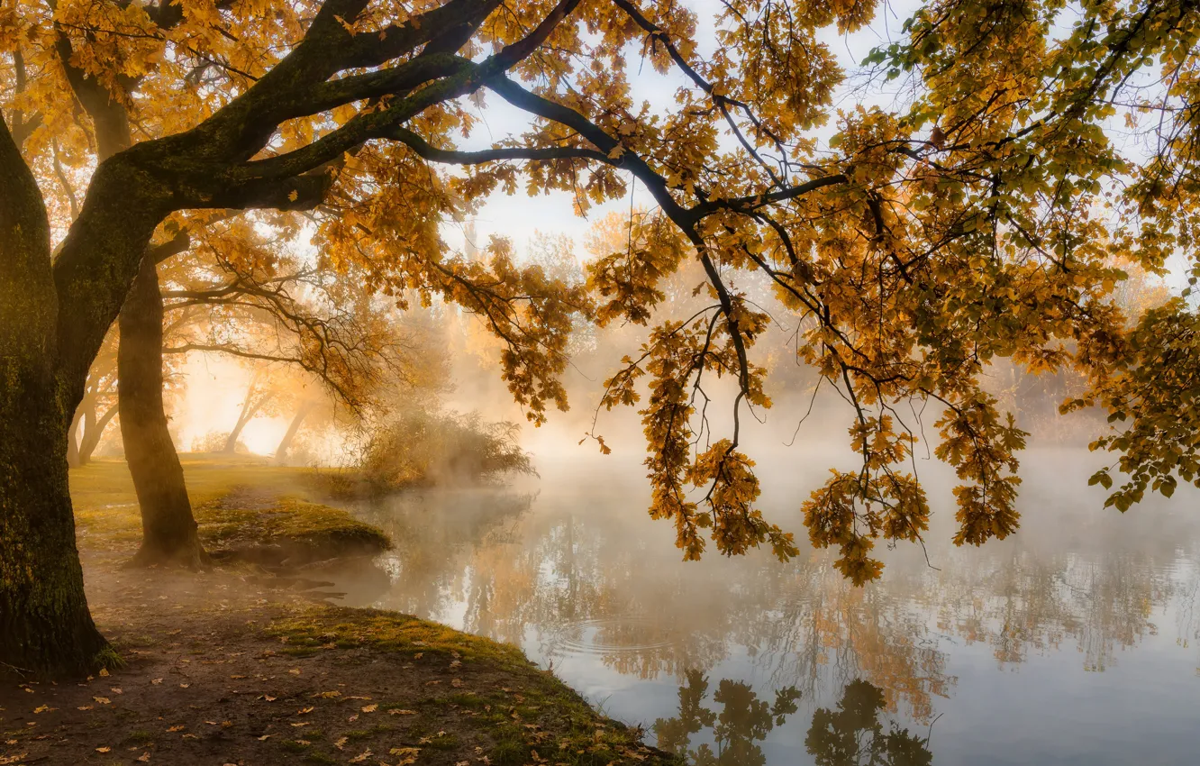 Фото обои осень, деревья, пейзаж, природа, туман, парк, водоём, Краснодар
