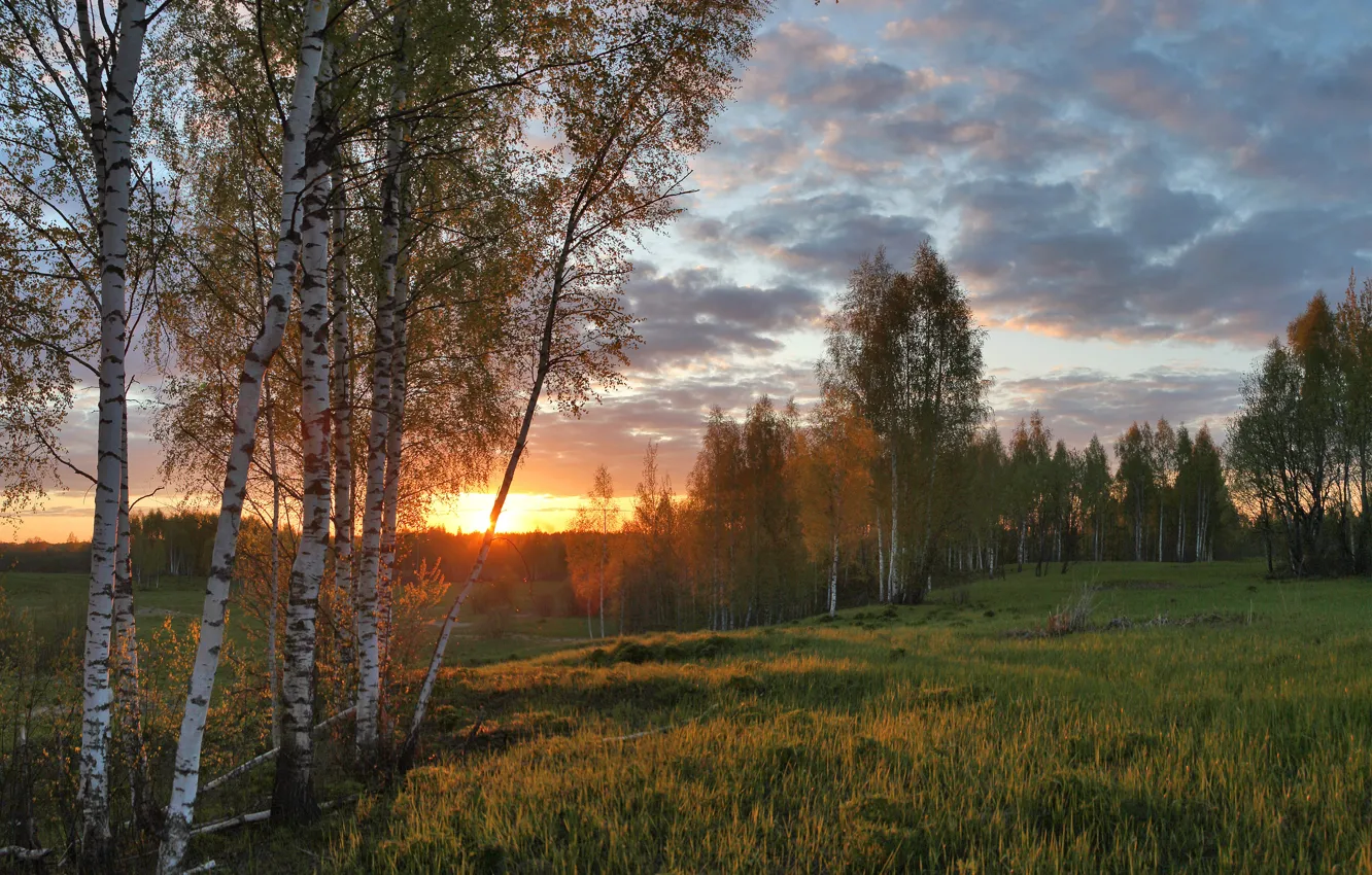 Обои поле, закат, березы на телефон и рабочий стол, раздел пейзажи ...